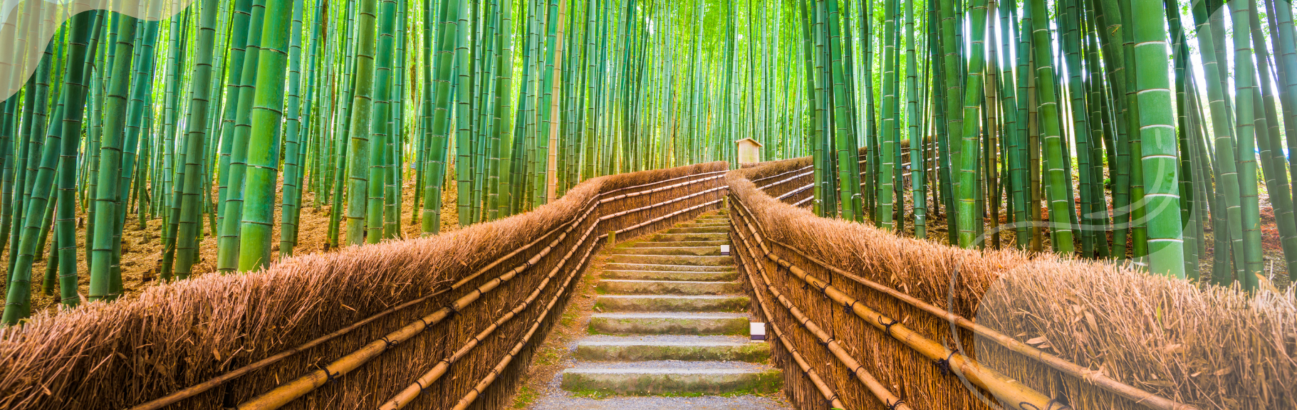 Arashiyama Bamboo Forest